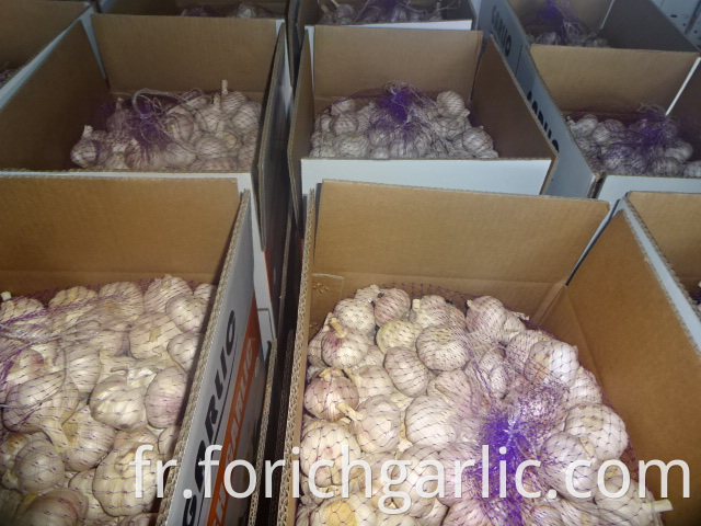 New Garlic 5 0 Cm